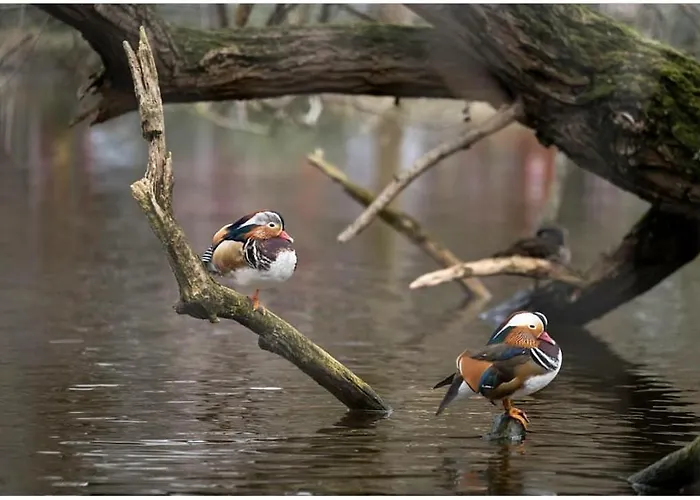 בית הארחה Albor Ii